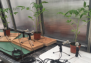 Stressed plants emit sounds that can be heard by animals, new study finds | World News
