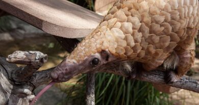 Is THIS how the Covid pandemic started finally? Find out about unearths pressure of virus in PANGOLINS used to be just about just like the stress in people